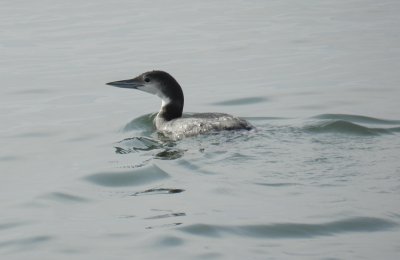 Loon Common Dec 12 a.JPG