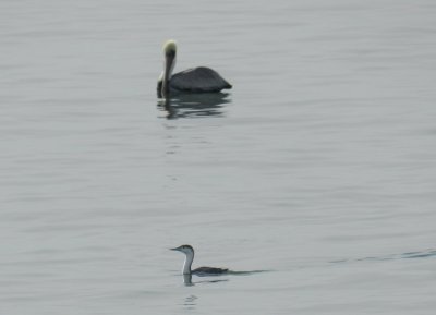 Loon red thr and pelican.JPG