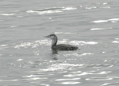 Loon red thr ft monroe dec 12 j.JPG