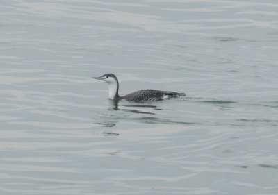 Loon red thr ft monroe dec 12 n.JPG