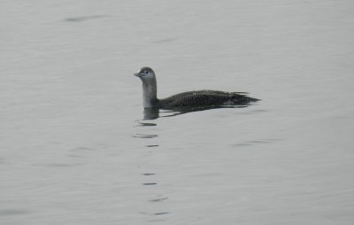 Loon red throated ft monroe dec 12 g.JPG