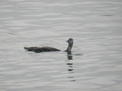 Loon Red Throated Ft Monroe Dec 12 i.JPG