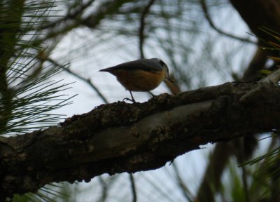 Nuthatch Redbr Ft Monroe Dec 12 b.JPG