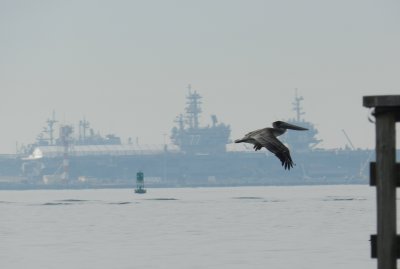 Pelican Ft Monroe Dec 12 b.JPG