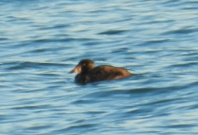 Scoter Surf Buckroe B Strange Plumbage.JPG