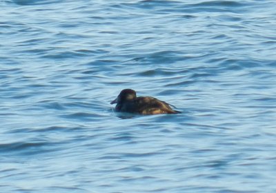 Scoter Surf Buckroe.JPG