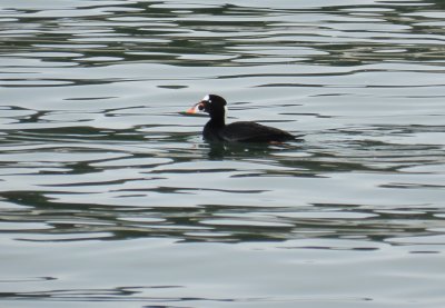 Scoter Surf Ft Monroe dec 12 f.JPG