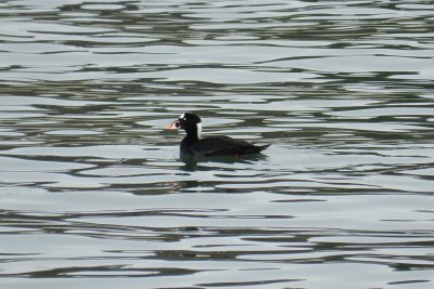 Scoter Surf Ft Monroe dec 12 g.JPG