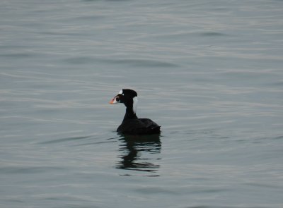 Scoter Surf Ft Monroe dec 12 c.JPG