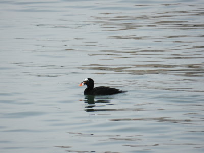 Scoter Surf Ft Monroe Dec 12 f.JPG