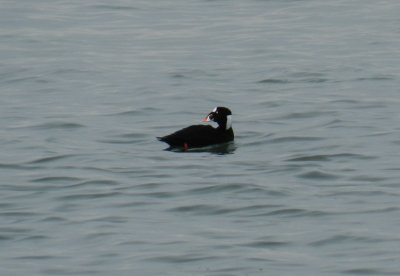 Scoter Surf Ft Monroe dec 12 h.JPG