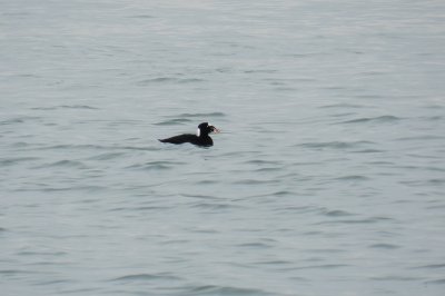 Scoter Surf Ft Monroe dec 12 i.JPG
