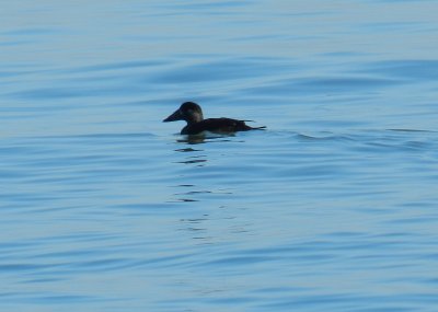 Scoter Surf Ft Monroe Nov 10 12 b.JPG
