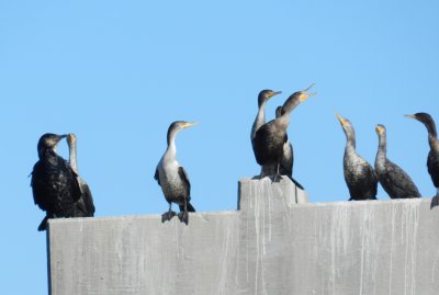 CBBT Jan 13 Cormorant Greater 2.JPG