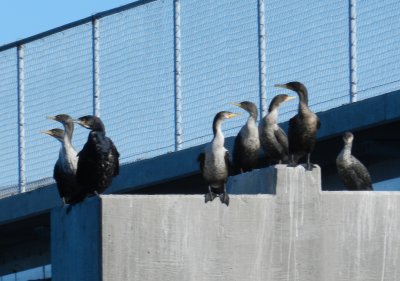 CBBT Jan 13 Cormorant Greater 3.JPG