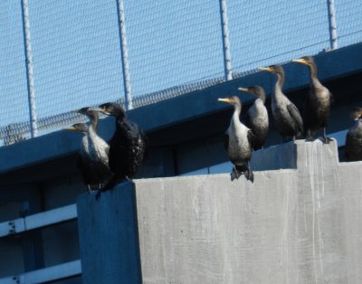 CBBT Jan 13 Cormorant Greater 4.JPG