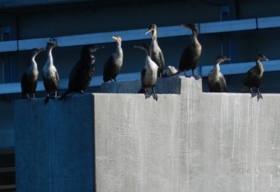 CBBT Jan 13 Cormorant Greater 5.JPG