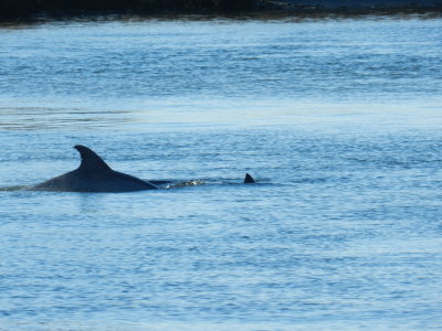 CBBT Jan 13 Dolphins 6.JPG