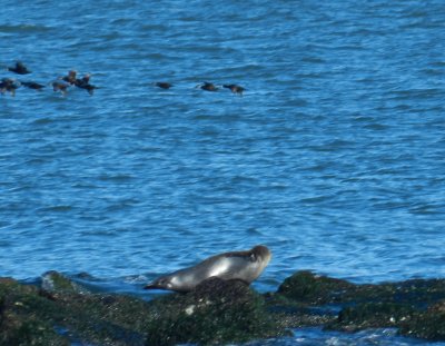 CBBT Jan 13 Hey that was a white winged scoter cool.JPG