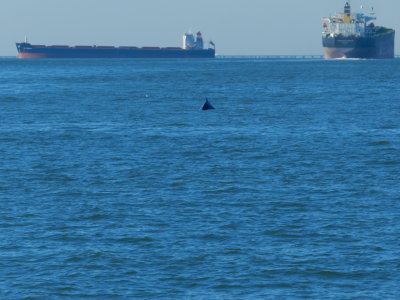 CBBT Jan 13 Humpback 1.JPG