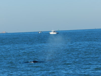 CBBT Jan 13 Humpback 5.JPG