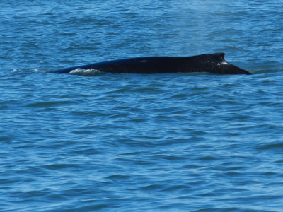 CBBT Jan 13 Humpback 8.JPG