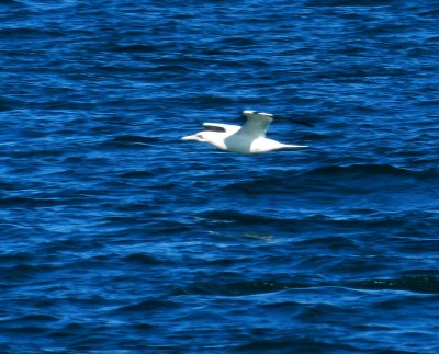 CBBT Jan 13 Northern Gannet 3.JPG