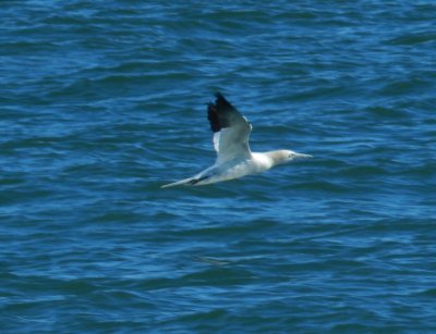 CBBT Jan 13 Northern Gannet 4.JPG