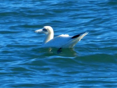 CBBT Jan 13 Northern Gannet 5.JPG