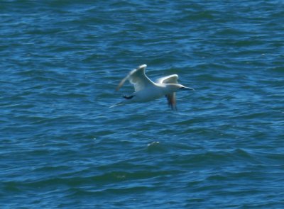 CBBT Jan 13 Northern Gannet.JPG
