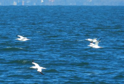 CBBT Jan 13 Northern Gannets 1.JPG
