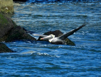 CBBT Jan 13 Pelican 2.JPG