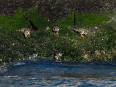 CBBT Jan 13 Ruddy Turnstones.JPG