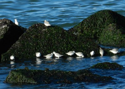 CBBT Jan 13 Sanderlings 2.JPG