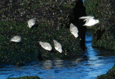 CBBT Jan 13 Sanderlings 7.JPG