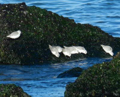 CBBT Jan 13 Sanderlings 8.JPG