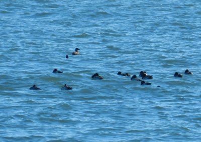 CBBT Jan 13 Scaup.JPG