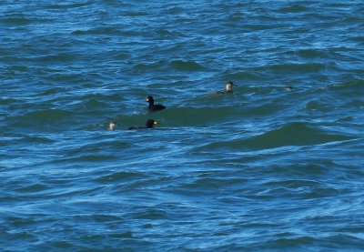 CBBT Jan 13 Scoter Black 1.JPG