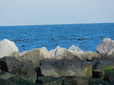 CBBT Jan 13 Scoter White Winged 2.JPG