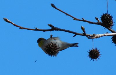 Goldfinch on Sweetgum Jan 2013 a.JPG