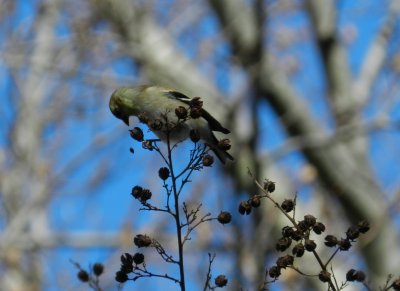 Goldfinch Jan 13 aa.JPG