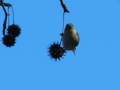 Goldfinch on Sweetgum Jan 2013 c.JPG