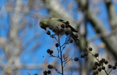 Goldfinch Jan 13 aaa.JPG