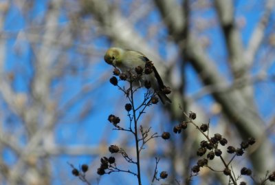 Goldfinch Jan 13 c.JPG