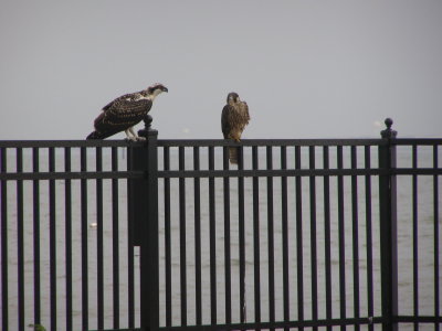 Peregrine Juv July 2007 VAMC Hampton