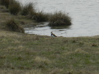 N. Lapwing Roxboro NC 030213 e.JPG