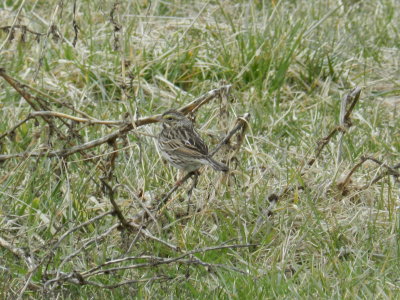 Sparrow Savannah 030213 b.JPG