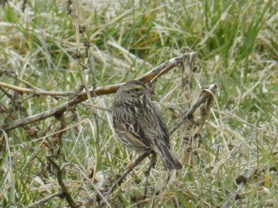 Sparrow Savannah 030213 c.JPG