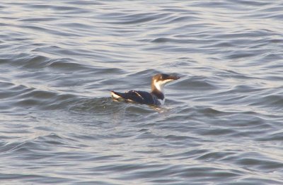 Razorbill 031413 d.JPG