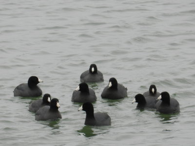 Coots VB 032413b.JPG